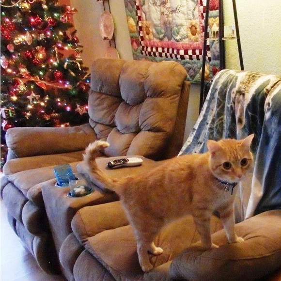 Meet your Posher, Judy - Picture 7 of 10